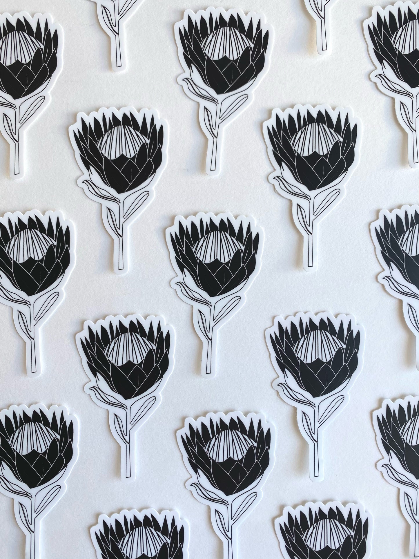 Black and White Protea Sticker